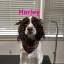 Harley - English Springer Spaniel