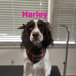 Harley - English Springer Spaniel