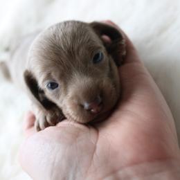 Stormy - Fawn (isabella) and tan female Dachshund puppy in Peebles, Ohio from Cave Valley Hounds