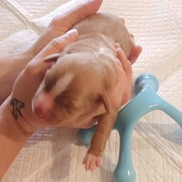 Orion - Red tri-color male Miniature American Shepherd puppy in Ruffin, North Carolina from Valkyrie Adventures
