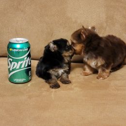 Yorkshire Terrier Puppies from Brat Babies