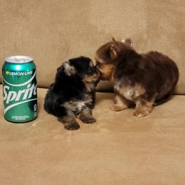 Yorkshire Terrier Puppies from Brat Babies