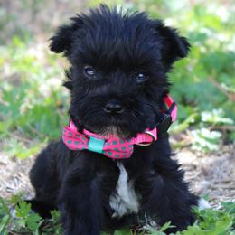 Black Girl - Black female Miniature Schnauzer puppy in Spring Hill, Florida from Suncoast Miniature Schnauzers
