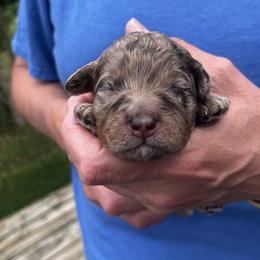 Boy 2 - Cafe au lait male Springerdoodle puppy in Sterling, Michigan from Springerdoodles In MI