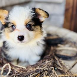 Rowan blue collar - Black and tan male Pembroke Welsh Corgi puppy in Benjamin, Utah from Nuna’s  Corgis
