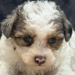 Maddox - Merle male Maltipoo puppy in Lebanon, Kentucky from Mosaic Merle Doodles