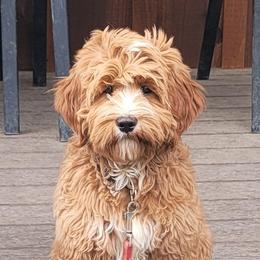 Country Morning Savvy - Red female Australian Labradoodle puppy in Aumsville, Oregon from Country Morning Labradoodles