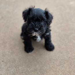 Oak - Black male Miniature Schnauzer puppy in Piedmont, Oklahoma from J&K's Miniature Schnauzers