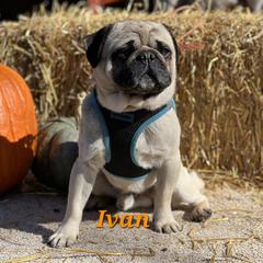 Ivan - Pug