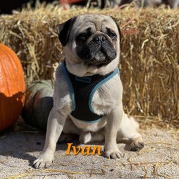 Ivan - Pug