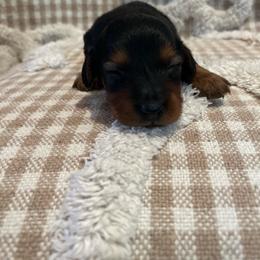 Midnight - Black and tan male Dachshund puppy in Milroy, Pennsylvania from Not Your Average Weiner