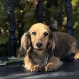 Lewis is 4500dollars - Cream male Dachshund puppy in Crystal, Michigan from Mare-bella Dachshunds
