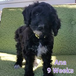 Aussiedoodle Puppies from Color Country Doodles