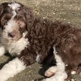 Assorted Doodle Crosses and Bearded Collie Puppies from White Tips Ranch