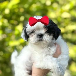 Girl 1 - Black and white female Shih Tzu puppy in Seguin, Texas from Dolled Up Shih Tzus