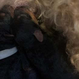 Brown - Black and tan male Airedale Terrier puppy in Huntersville, North Carolina from Cool Hand Luke Kennels