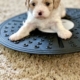 Cavachon, Cavalier King Charles Spaniel, and Cavapoo Puppies from LierChonPoo