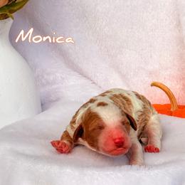 Monica - Parti female Goldendoodle puppy in Urbana, Illinois from ZaraDoodles