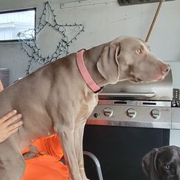 Scarlet - Weimaraner