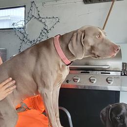 Scarlet - Weimaraner