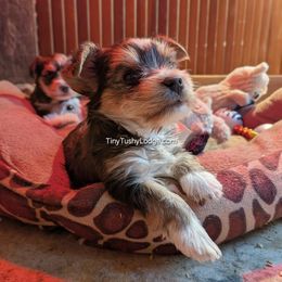 AKC Traditional boy - Blue and gold male Yorkshire Terrier puppy in Greencastle, Indiana from Tiny Tushy Lodge