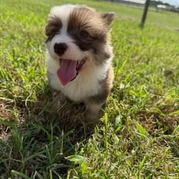 Bean - Sable male Pembroke Welsh Corgi puppy in Decatur, Texas from Bar S Corgis