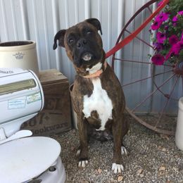 Anatolian Shepherd Dogs and Boxers from Country View Meadows Kennel