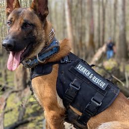 Belgian Malinois and Dutch Shepherds from Mercy Kennels