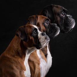 Boxers from Honey and Coal Kennels