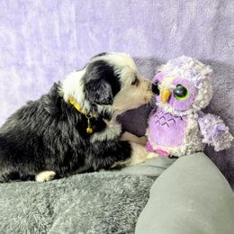 Australian Shepherd and Great Dane Puppies from AEW Farm