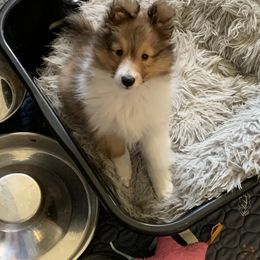 Sei Bella Pip - Sable and white female Shetland Sheepdog puppy in Cedar Springs, Michigan from Sei Bella Shelties