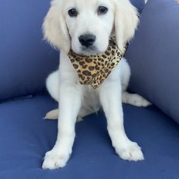 Golden Retriever Puppies from TriStar Goldens