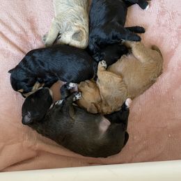 Schnoodle Puppies from Noodle Tings Puppies