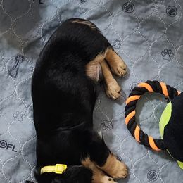 Dachshund Puppies from Faith & Grace Doxies