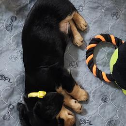 Dachshund Puppies from Faith & Grace Doxies