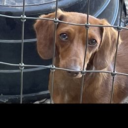Sammie - Dachshund
