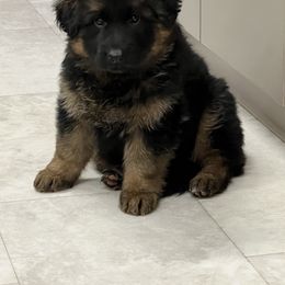 German Shepherd Puppies from T Double B LLC