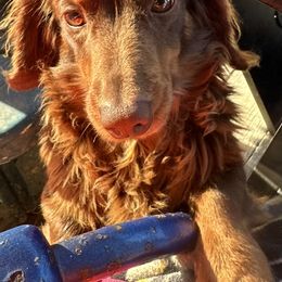 Timmy - Dachshund