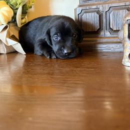 Buzz - Black male Labrador Retriever puppy in Richfield, Utah from Stormy River Retrievers