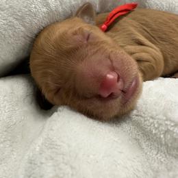 Orion-red collar - Red  male Goldendoodle puppy in Chino Valley, Arizona from Whiskey Row Royals