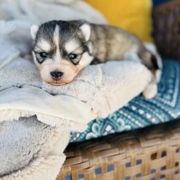 Grace - Silver and white female Pomsky puppy in Yavapai County, Arizona from Pawsh Pomskies