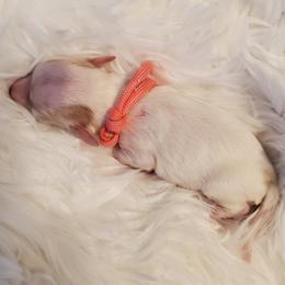 Miss Pink - Parti female Schnoodle puppy in Leitchfield, Kentucky from Eveleigh Acres Puppies