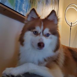 Haze - Pomsky