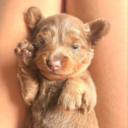 Lady Liberty - Fawn (isabella) and tan female Dachshund puppy in Austin, Texas from Duchess Daphne's Doxie Empire