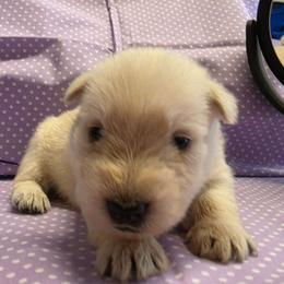 Shirley - Wheaten female Scottish Terrier puppy in Crossville, Tennessee from Cavern Kennels