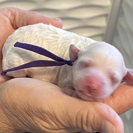 Sangria - White female Poodle puppy in Port Saint Lucie, Florida from Abbott Standard Poodles
