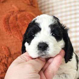 Kiwi - Black and white female Cockapoo puppy in Connersville, Indiana from Dessie's Doodles