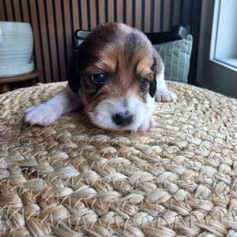 Boy3 - Piebald male Dachshund puppy in Temple, Texas from Wiener Works Co.