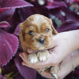 Sully - Ruby male Cavalier King Charles Spaniel puppy in Lula, Georgia from Cavaliers by Crumley