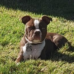 Gunny - Boston Terrier